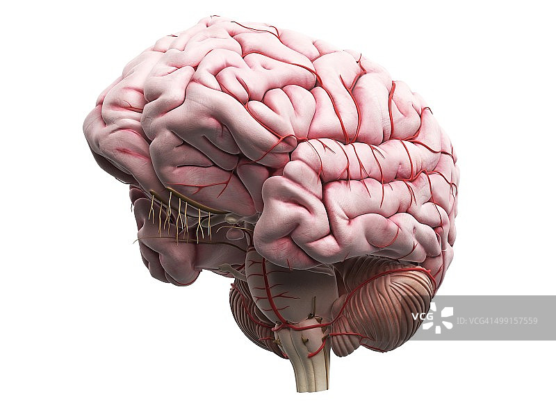 人类大脑、艺术品图片素材