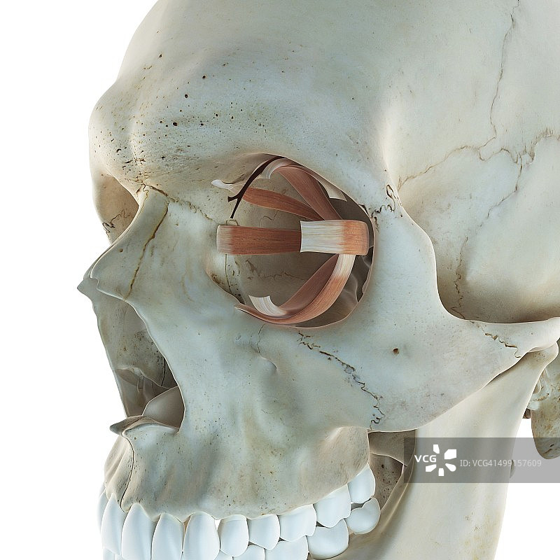 人眼肌肉结构艺术图图片素材