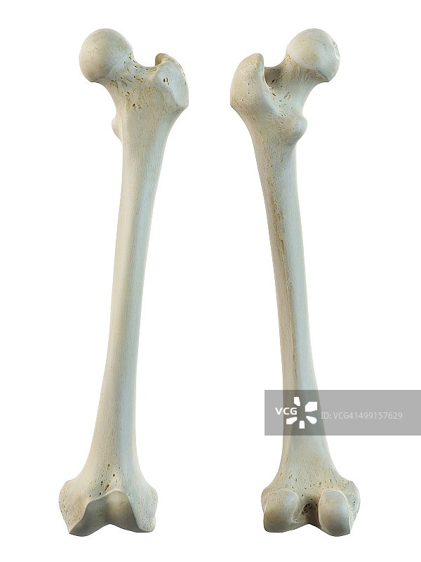 人类股骨插图图片素材