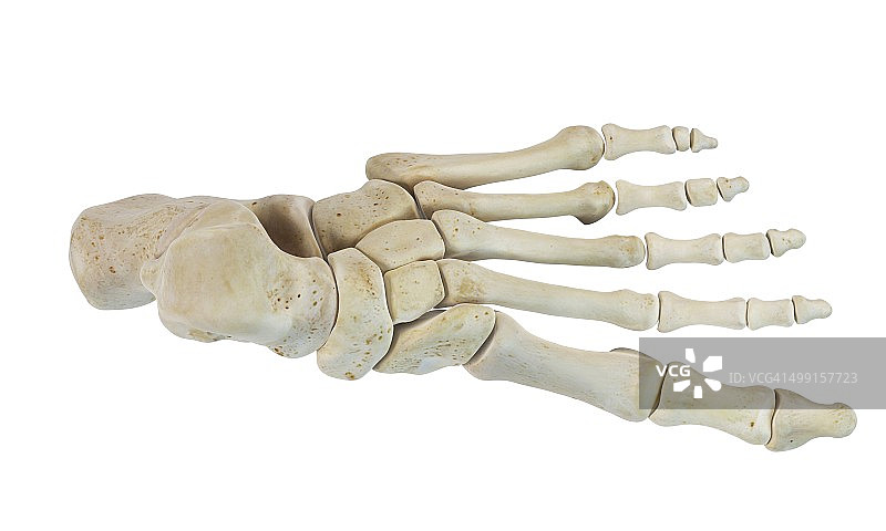 人类足骨艺术图图片素材