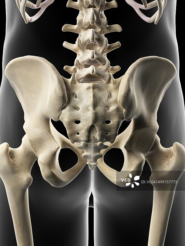 人体髋骨艺术图图片素材