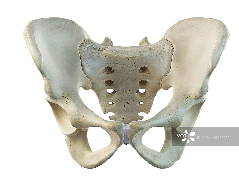 髂骨和骶骨，艺术作品图片素材
