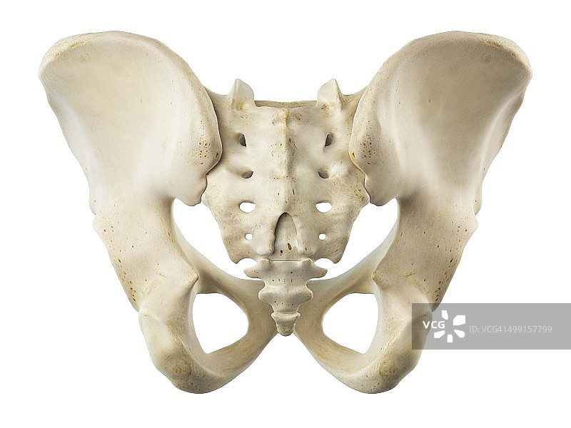 髂骨和骶骨，艺术作品图片素材