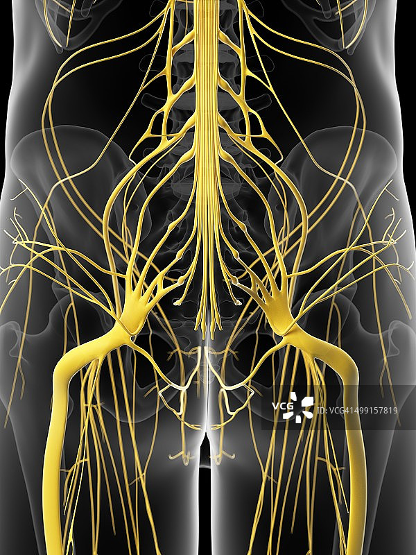 人髋神经结构图图片素材