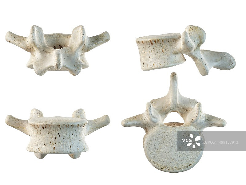 人体腰椎艺术图图片素材