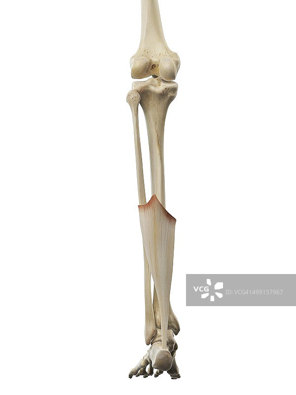 跟腱插画图片素材