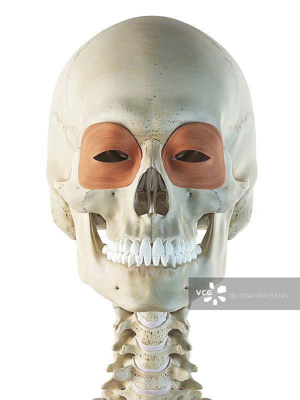 眼部肌肉，艺术作品图片素材