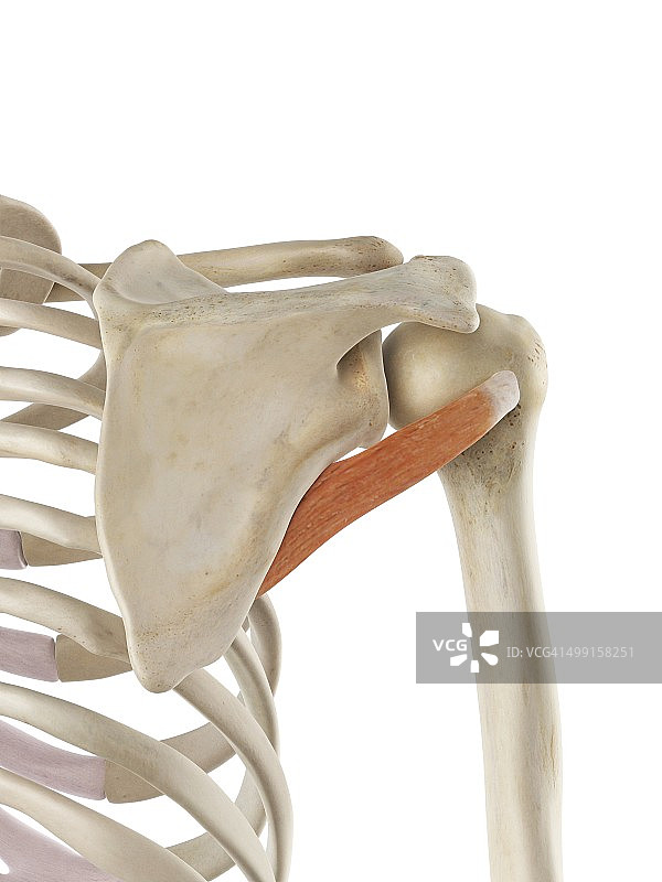 肩部肌肉图片素材