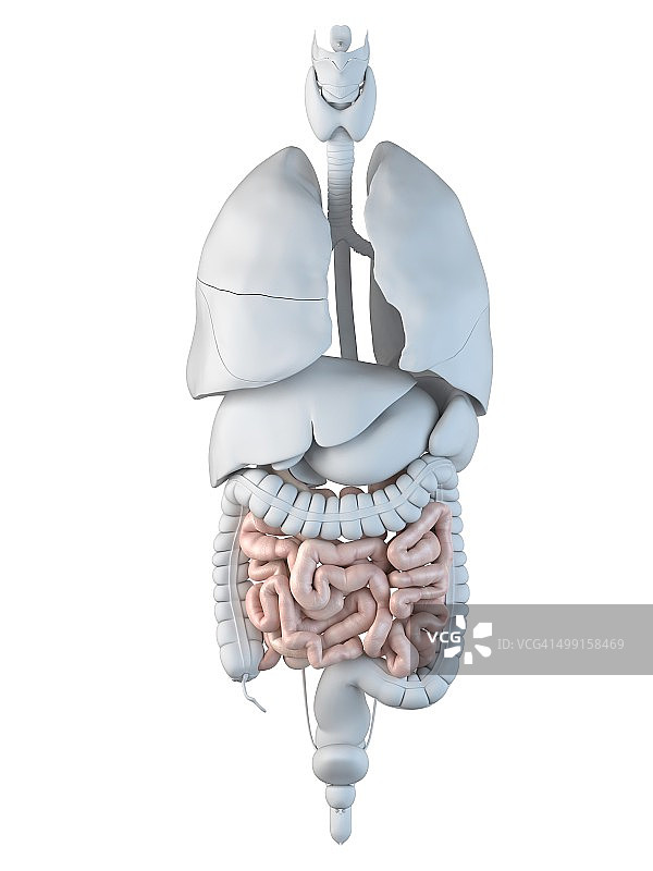 人类小肠艺术图图片素材