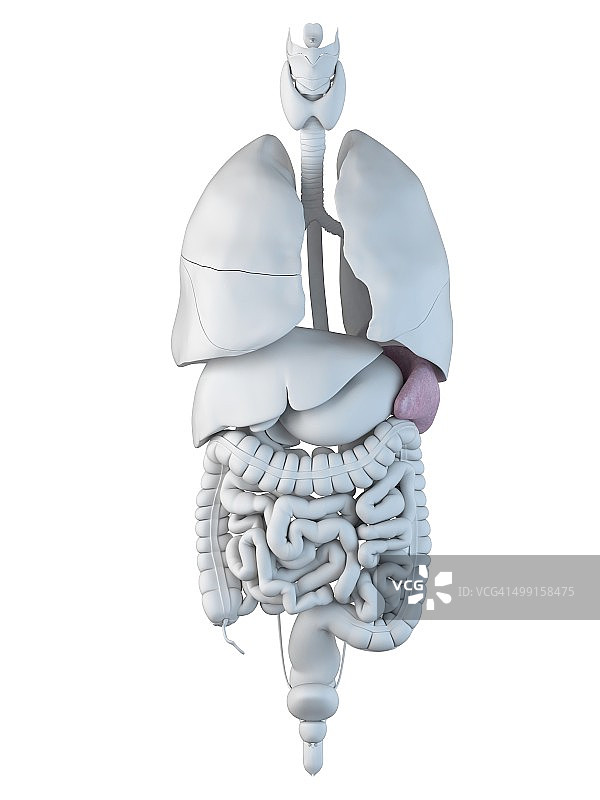 人类脾脏艺术图图片素材