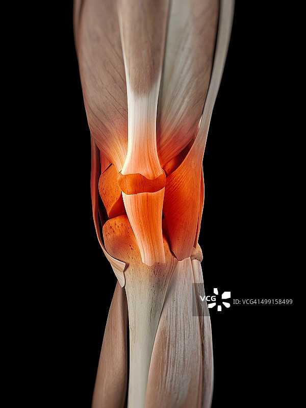 人体膝盖肌肉结构图图片素材
