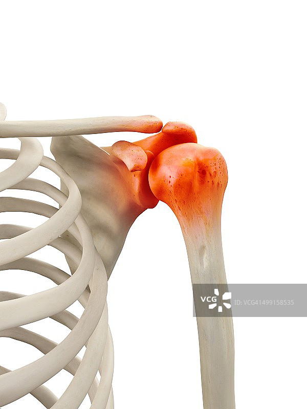 人类肩关节医学插画图片素材