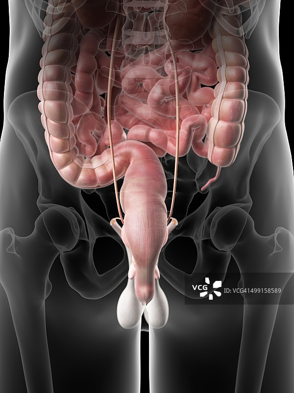人的直肠艺术图图片素材