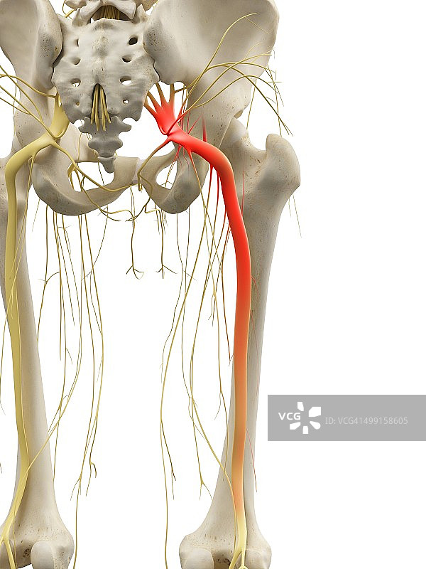坐骨神经医学插图图片素材