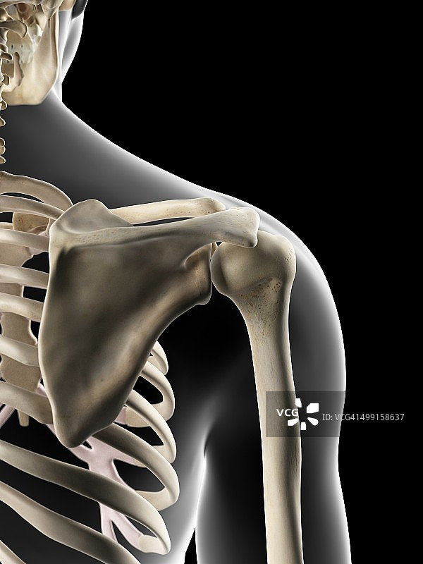 人类肩胛骨图片素材