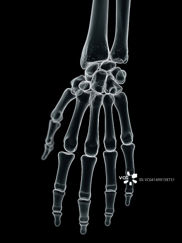 人体手部骨骼艺术图片素材