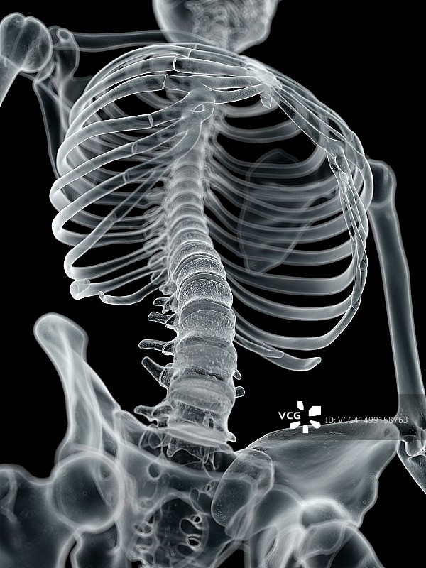 人类的脊椎,艺术品图片素材
