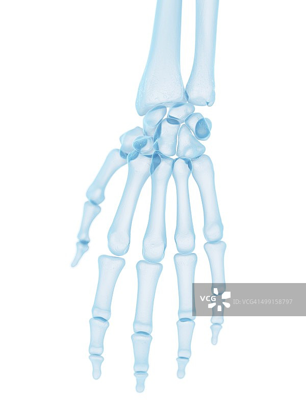 人体手部骨骼艺术图片素材