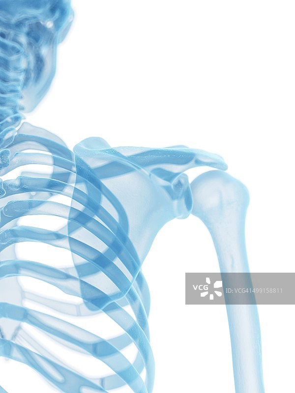 肩关节艺术图图片素材