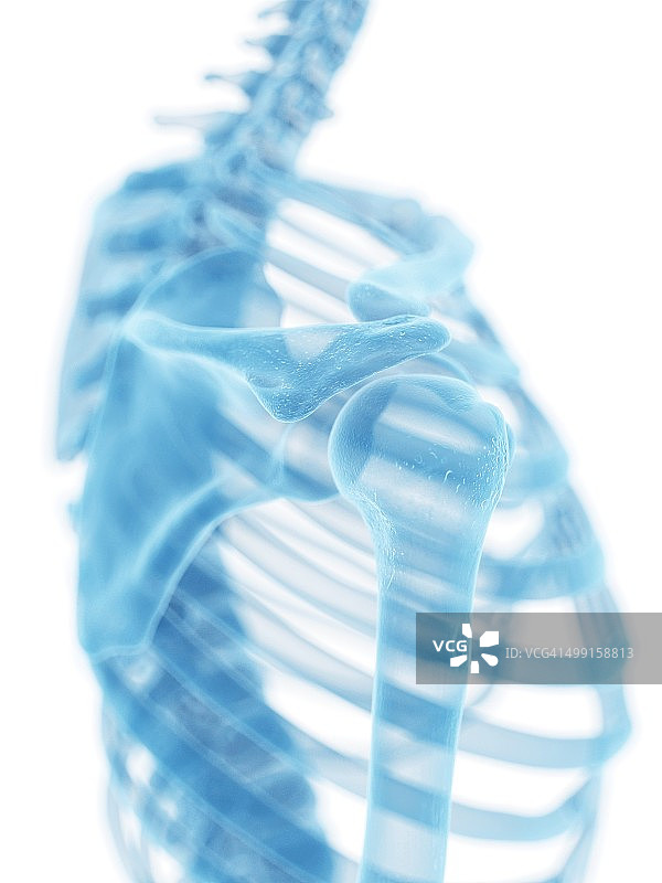 肩关节艺术图图片素材