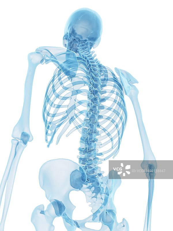 人类的脊椎,艺术品图片素材