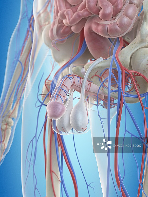 男性阴茎解剖图图片素材