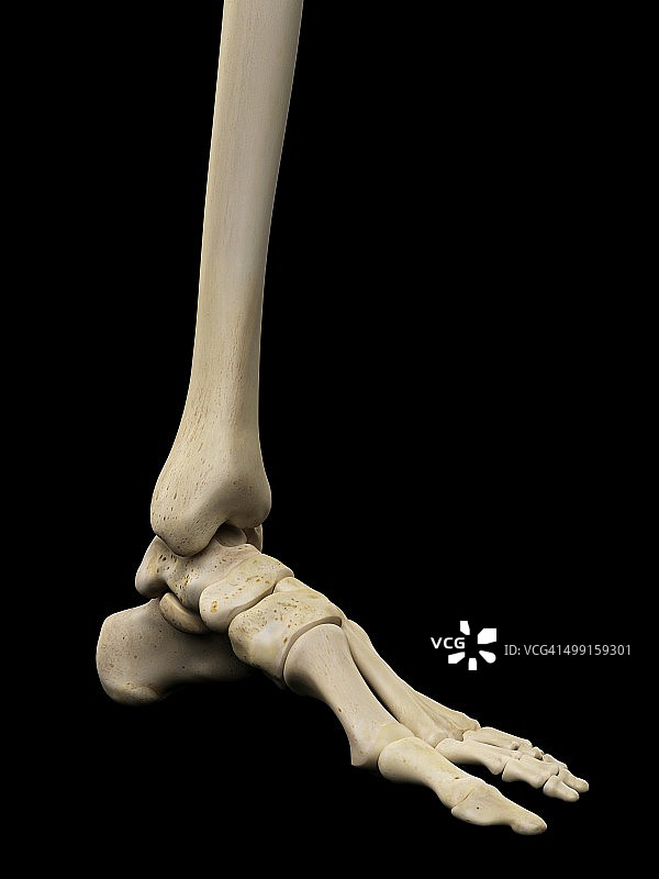 人类足骨艺术图图片素材