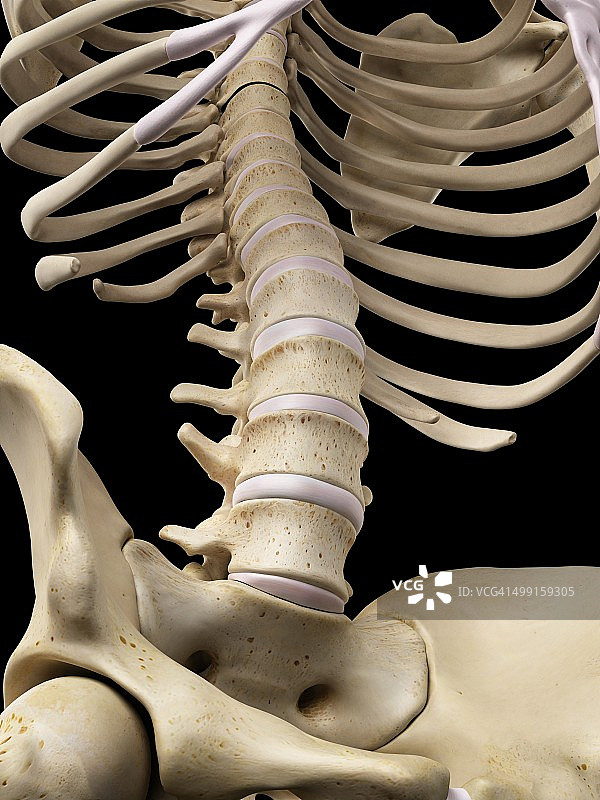 人类腰椎骨骼艺术图图片素材