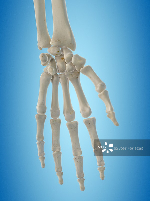 人体手部骨骼艺术图片素材