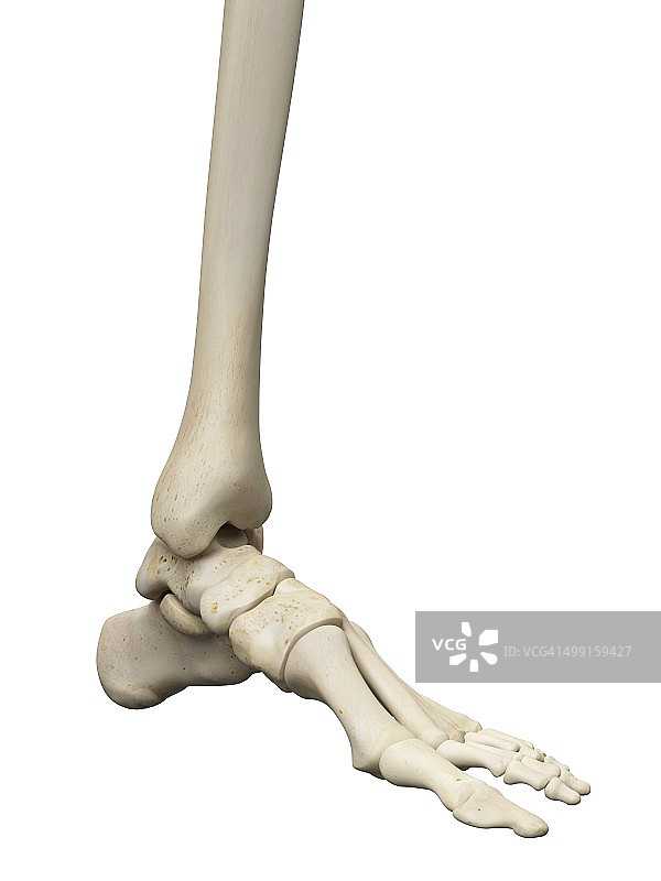 人类足骨艺术图图片素材