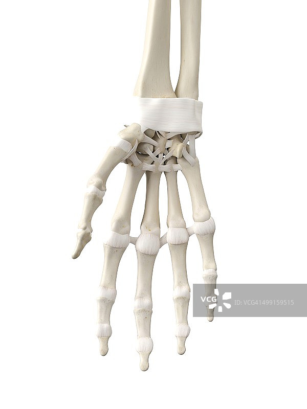 人手肌腱艺术图图片素材