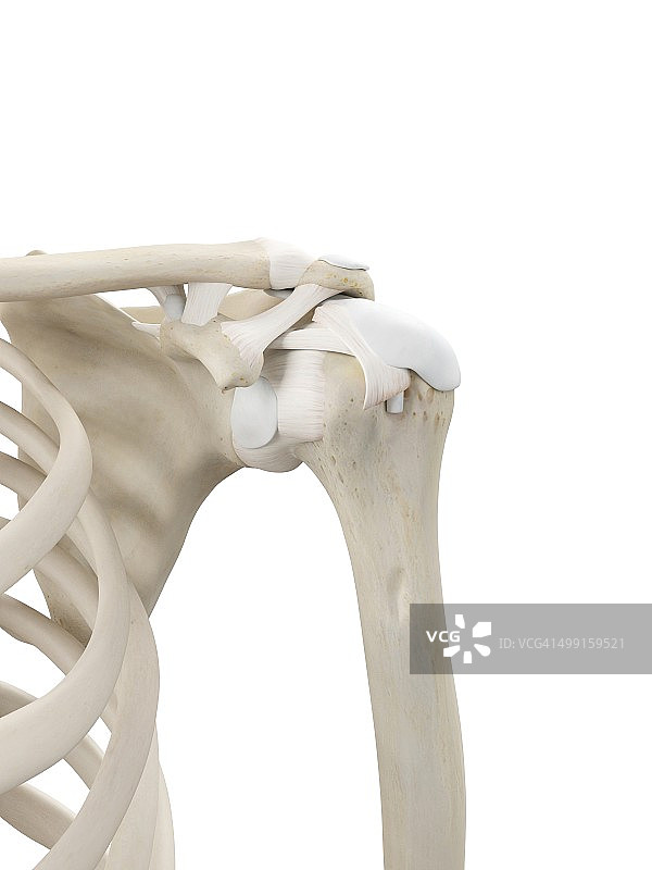 人类肩部肌腱图图片素材