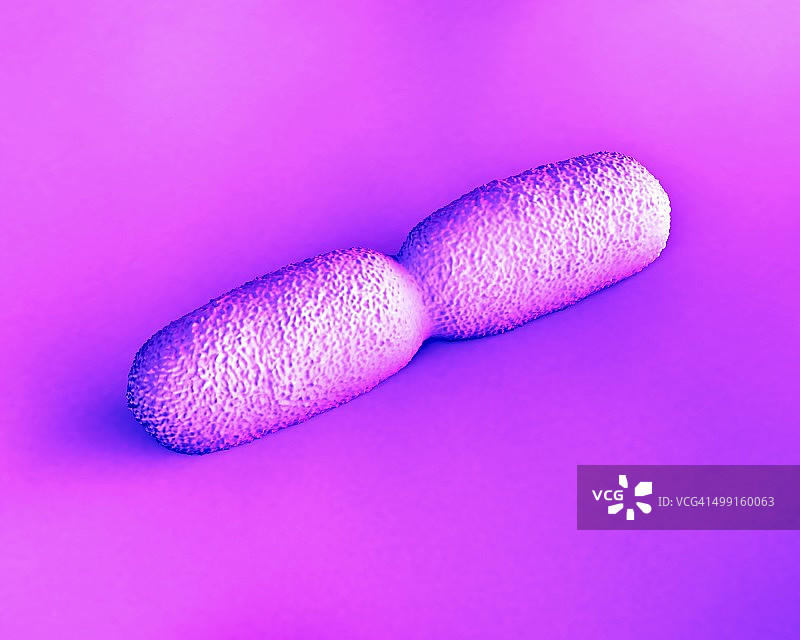 李斯特菌图片素材