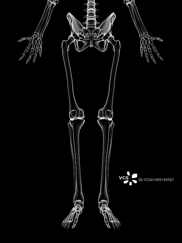 人类腿骨艺术图图片素材
