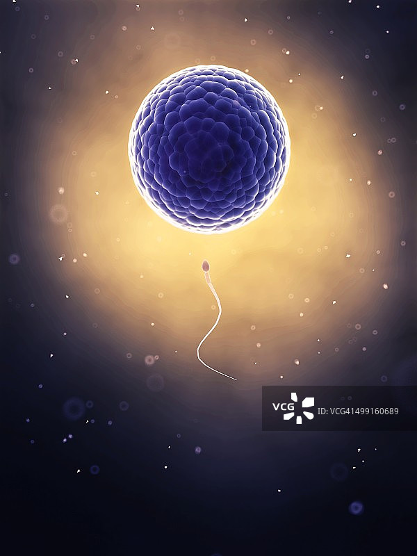 人类精子和卵子艺术作品图片素材
