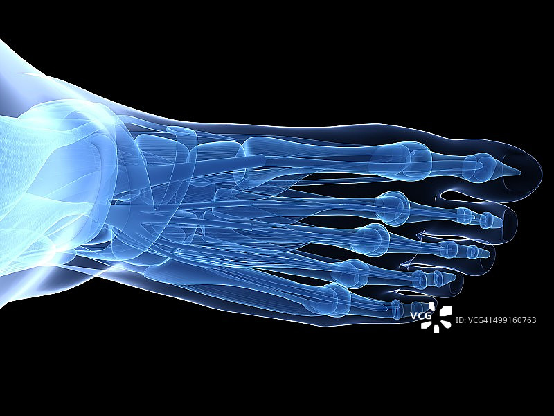 人类足骨艺术图图片素材
