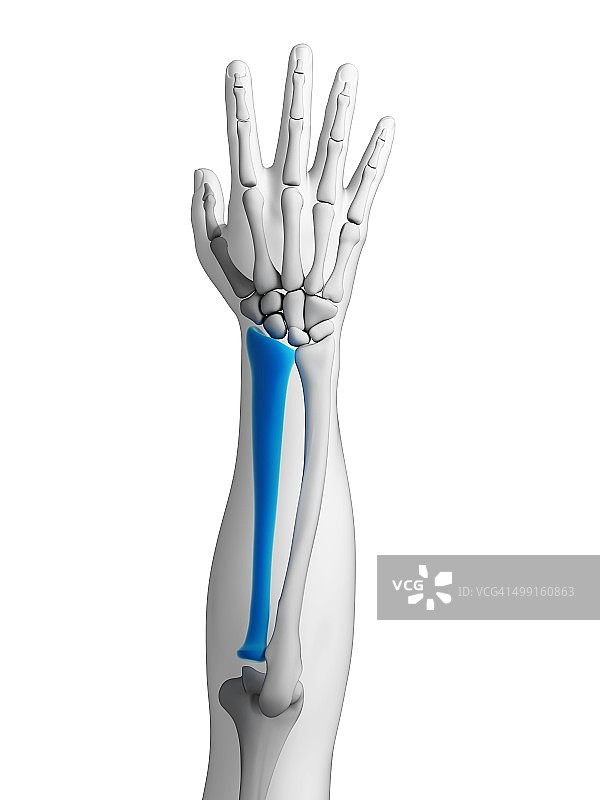 人的手臂骨骼艺术图图片素材