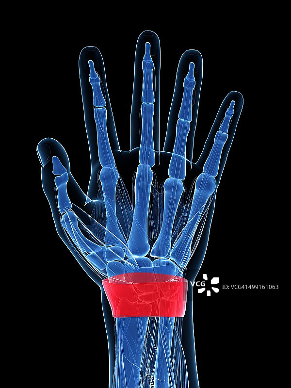 人类手腕艺术作品图片素材