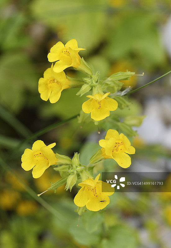 德国巴伐利亚州：黄花猴面花特写图片素材