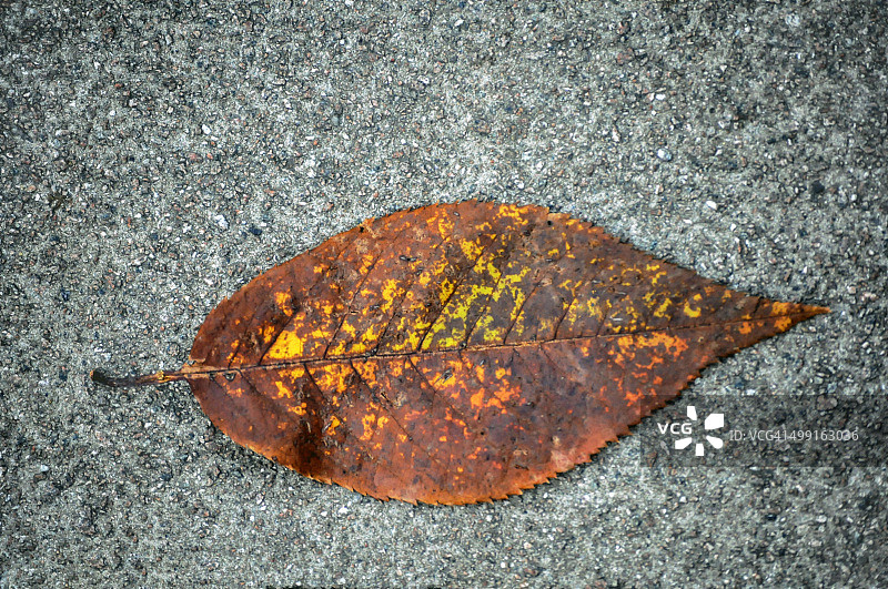 一片掉落的锯齿状泥土秋叶图片素材