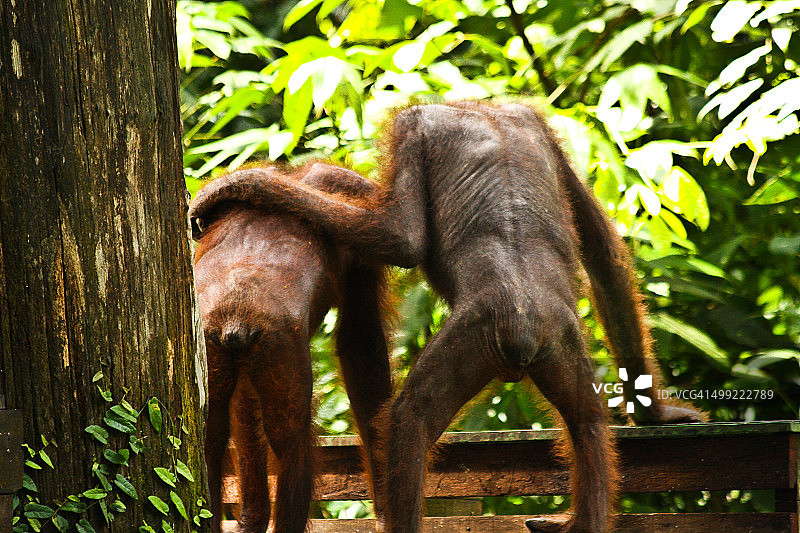 猩猩之爱图片素材