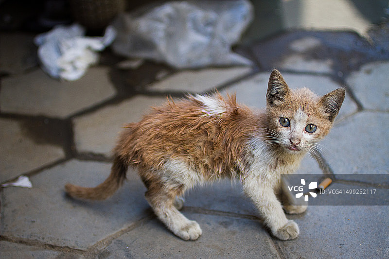 街边的流浪小脏猫图片素材