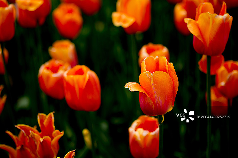 郁金香图片素材