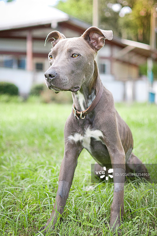 消瘦的斗牛犬图片素材