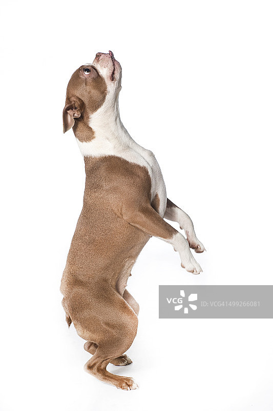 波士顿梗犬图片素材