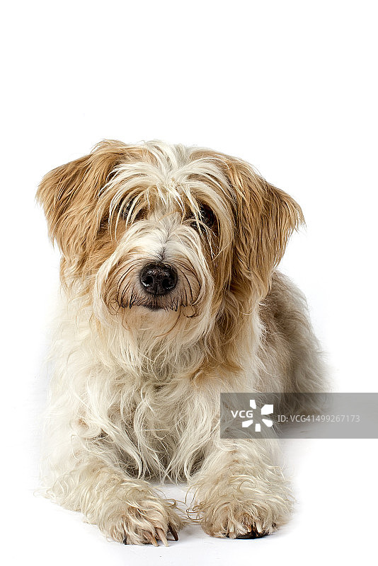 克罗姆福兰德犬图片素材