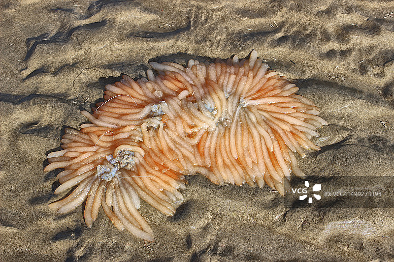 退潮时沙滩上的鱿鱼卵图片素材