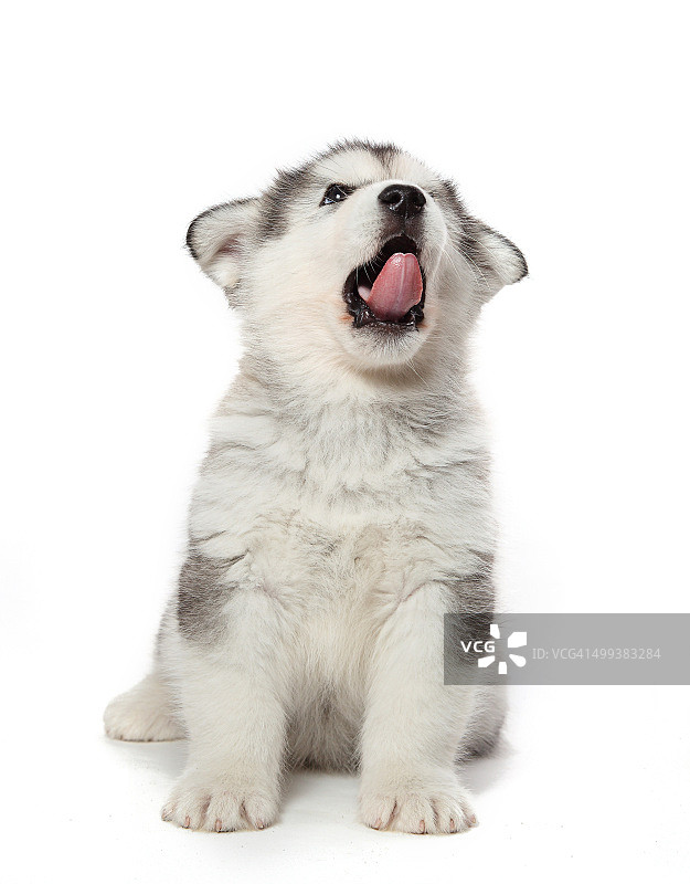 阿拉斯加马拉穆特幼犬图片素材