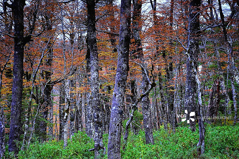 巴塔哥尼亚秋季森林（智利）图片素材