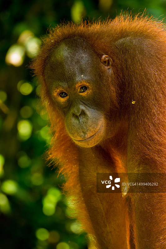 小猩猩图片素材